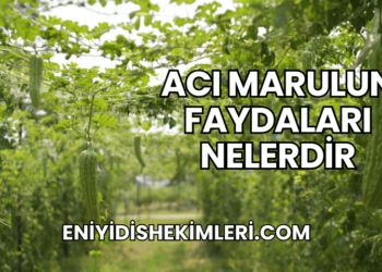 Acı Marulun Faydaları Nelerdir