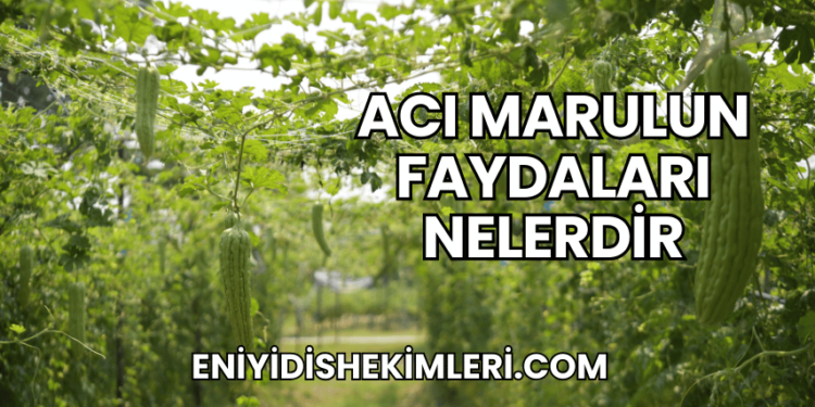 Acı Marulun Faydaları Nelerdir