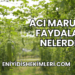 Acı Marulun Faydaları Nelerdir