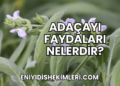 Adaçayı Faydaları Nelerdir?