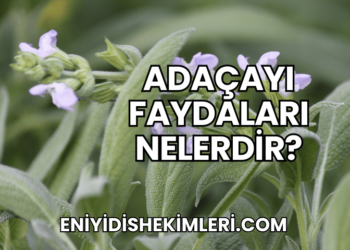 Adaçayı Faydaları Nelerdir?