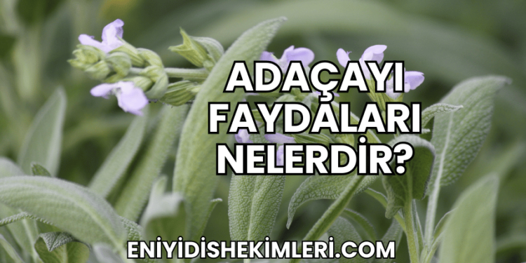 Adaçayı Faydaları Nelerdir?