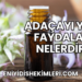 Adaçayı Yağı Faydaları Nelerdir?