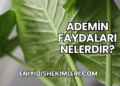 Ademin Faydaları Nelerdir?