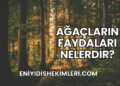 Ağaçların Faydaları Nelerdir?
