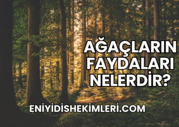 Ağaçların Faydaları Nelerdir?