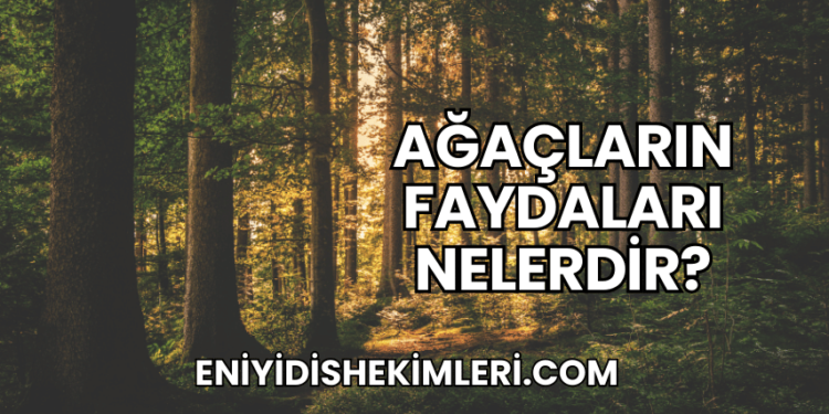 Ağaçların Faydaları Nelerdir?