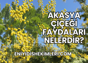 Akasya Çiçeği Faydaları Nelerdir?