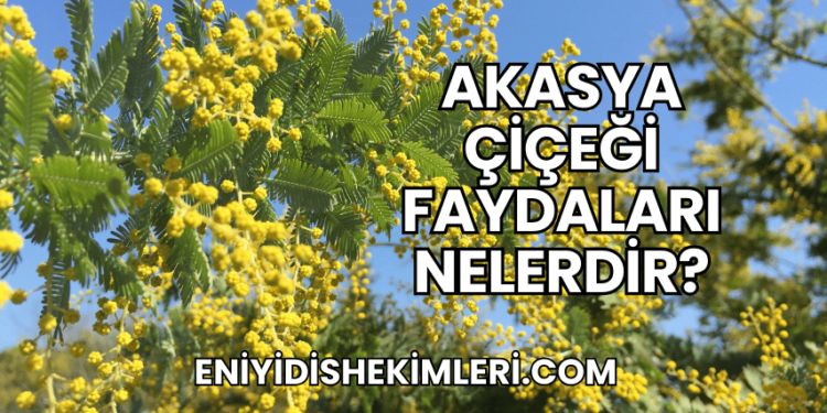 Akasya Çiçeği Faydaları Nelerdir?