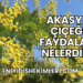 Akasya Çiçeği Faydaları Nelerdir?