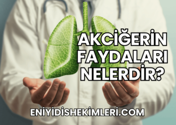 Akciğerin Faydaları Nelerdir?