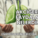 Akciğerin Faydaları Nelerdir?