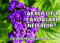 Akrep Otu Faydaları Nelerdir?