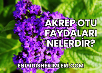 Akrep Otu Faydaları Nelerdir?