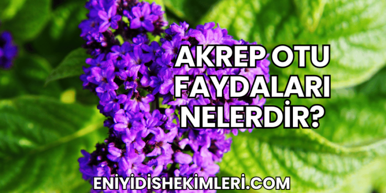 Akrep Otu Faydaları Nelerdir?