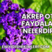 Akrep Otu Faydaları Nelerdir?