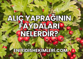 Alıç Yaprağının Faydaları Nelerdir?