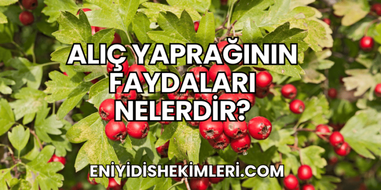 Alıç Yaprağının Faydaları Nelerdir?