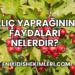 Alıç Yaprağının Faydaları Nelerdir?