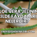 Aloe Vera Jelinin Cilde Faydaları Nelerdir?