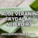 Aloe Veranın Faydaları Nelerdir?