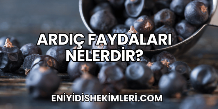 Ardıç Faydaları Nelerdir?