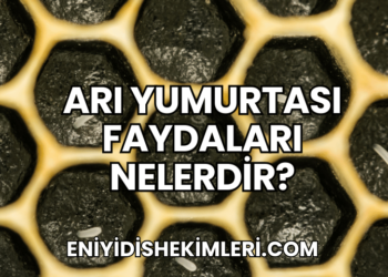 Arı Yumurtası Faydaları Nelerdir?