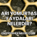 Arı Yumurtası Faydaları Nelerdir?