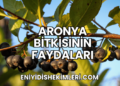 Aronya Bitkisinin Faydaları