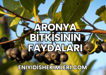 Aronya Bitkisinin Faydaları