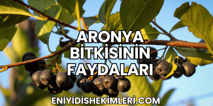 Aronya Bitkisinin Faydaları