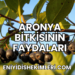 Aronya Bitkisinin Faydaları