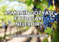 Asmanın Gözyaşı Faydaları Nelerdir?