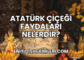 Atatürk Çiçeği Faydaları Nelerdir?