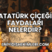Atatürk Çiçeği Faydaları Nelerdir?