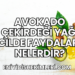 Avokado Çekirdeği Yağı Cilde Faydaları Nelerdir?