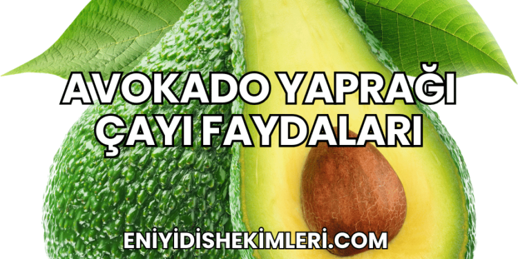 Avokado Yaprağı Çayı Faydaları