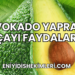 Avokado Yaprağı Çayı Faydaları