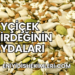Ayçiçek Çekirdeğinin Faydaları