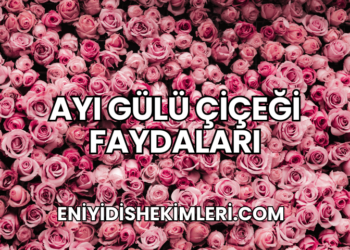 Ayı Gülü Çiçeği Faydaları