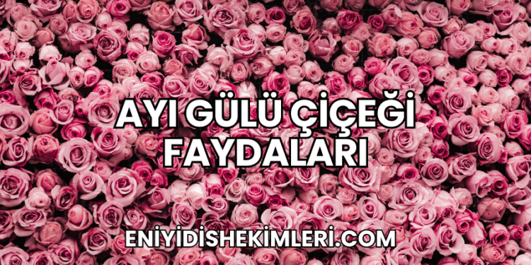 Ayı Gülü Çiçeği Faydaları