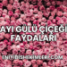 Ayı Gülü Çiçeği Faydaları