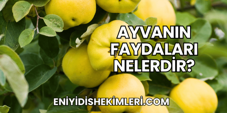 Ayvanın Faydaları Nelerdir?