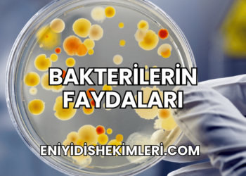 Bakterilerin Faydaları