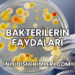 Bakterilerin Faydaları