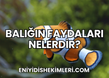 Balığın Faydaları Nelerdir?