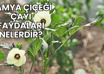 Bamya Çiçeği Çayı Faydaları Nelerdir?