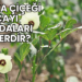 Bamya Çiçeği Çayı Faydaları Nelerdir?