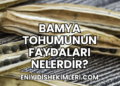 Bamya Tohumunun Faydaları Nelerdir?