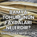 Bamya Tohumunun Faydaları Nelerdir?